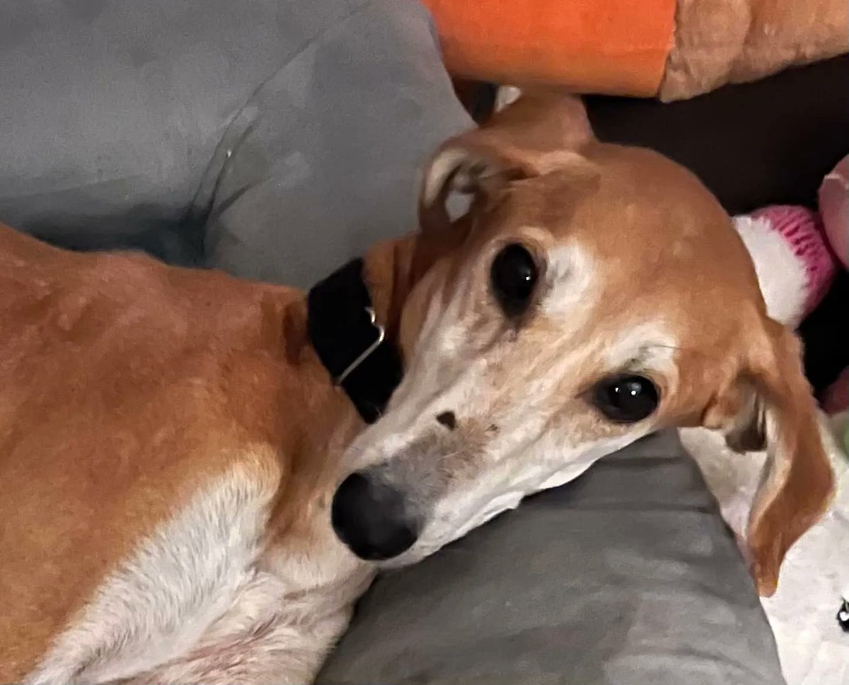 Bernadette was left behind when her owner died. She is currently receiving treatment for a tick borne disease, ehrlichia canis. She will be adoptable when she is recovered. galtx.org/hounds/bernade…  #Greyhounds #TicksSuck