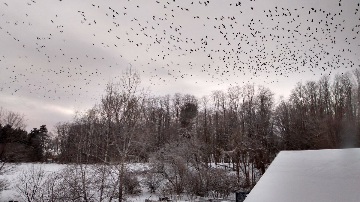 Leaf_and_Legume's tweet photo. Tonight's #crowmurder #incomingwinterstorm #crowsformiles #crowsintheclouds #crowfan #fangirl @CrowMonthly #crowwatchers #backyardmurder Photos by Lyn Bennett Wilson ~Lyn https://t.co/LuPbDSuspb