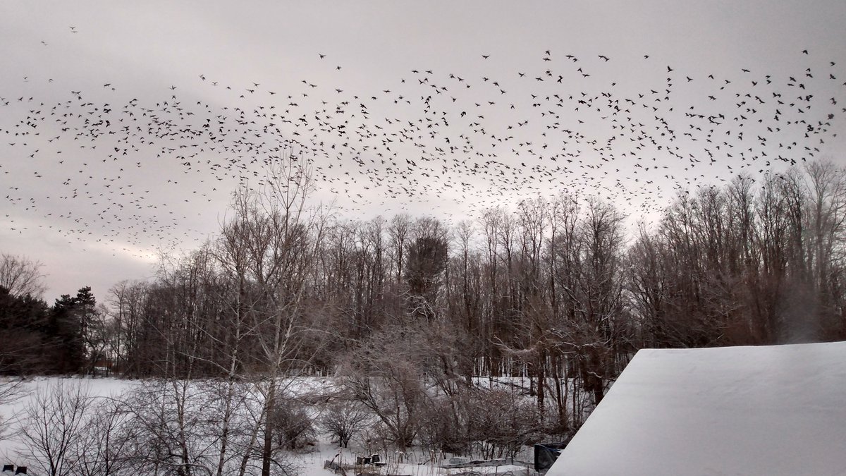 Leaf_and_Legume's tweet photo. Tonight's #crowmurder #incomingwinterstorm #crowsformiles #crowsintheclouds #crowfan #fangirl @CrowMonthly #crowwatchers #backyardmurder Photos by Lyn Bennett Wilson ~Lyn https://t.co/LuPbDSuspb