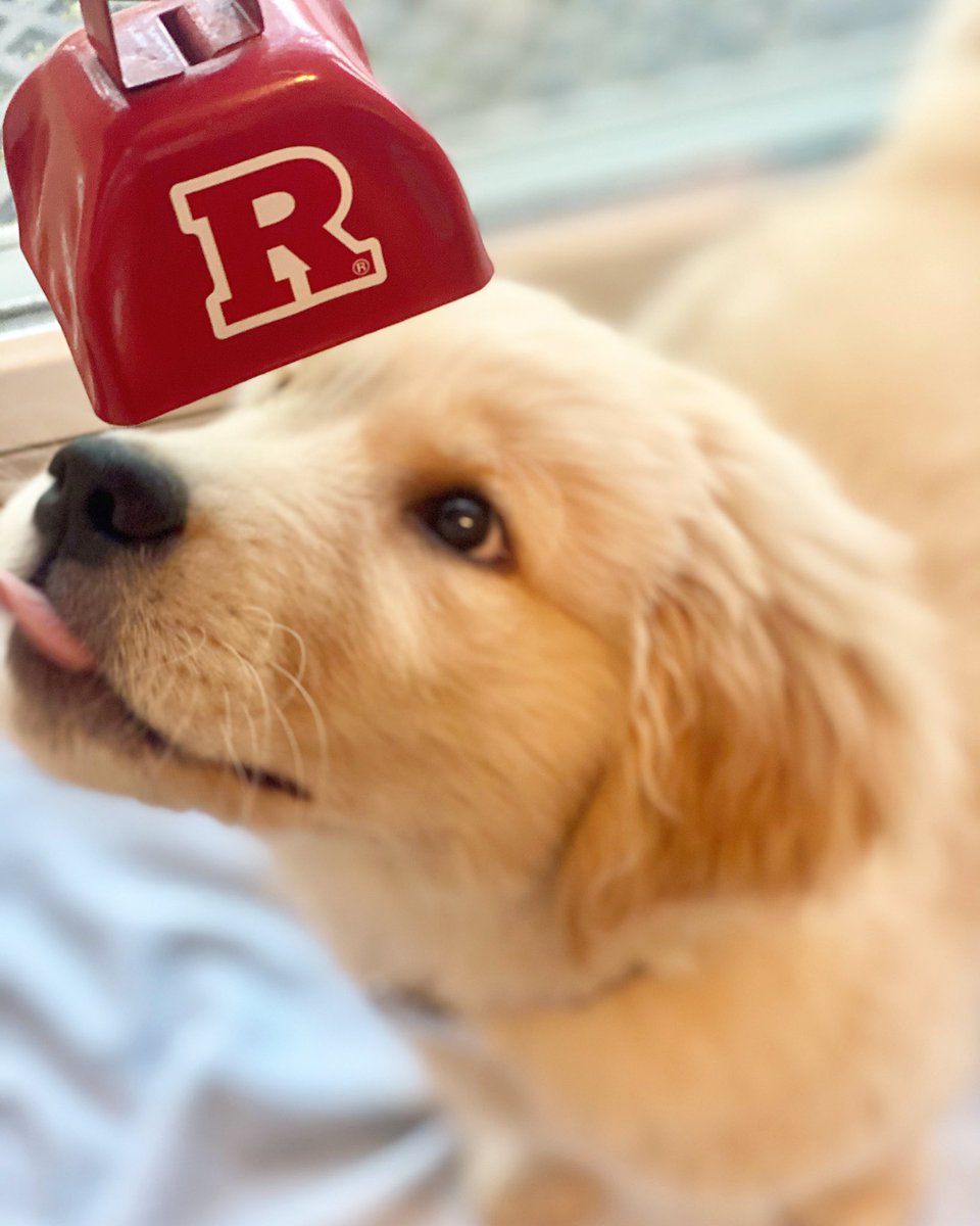 lil_kat9's tweet photo. @RUAthletics Big Rutgers girl https://t.co/UrLTiYR6lo