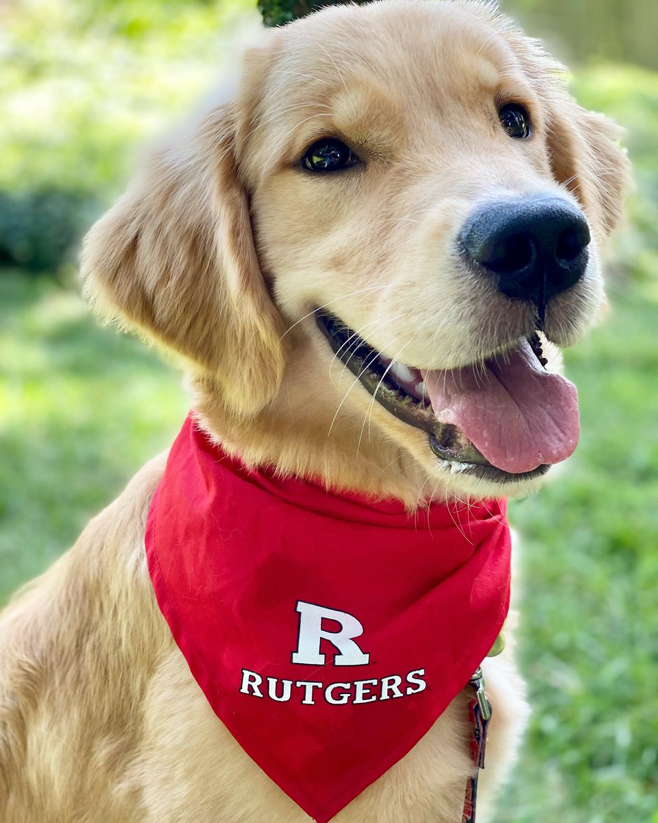lil_kat9's tweet photo. @RUAthletics Big Rutgers girl https://t.co/UrLTiYR6lo