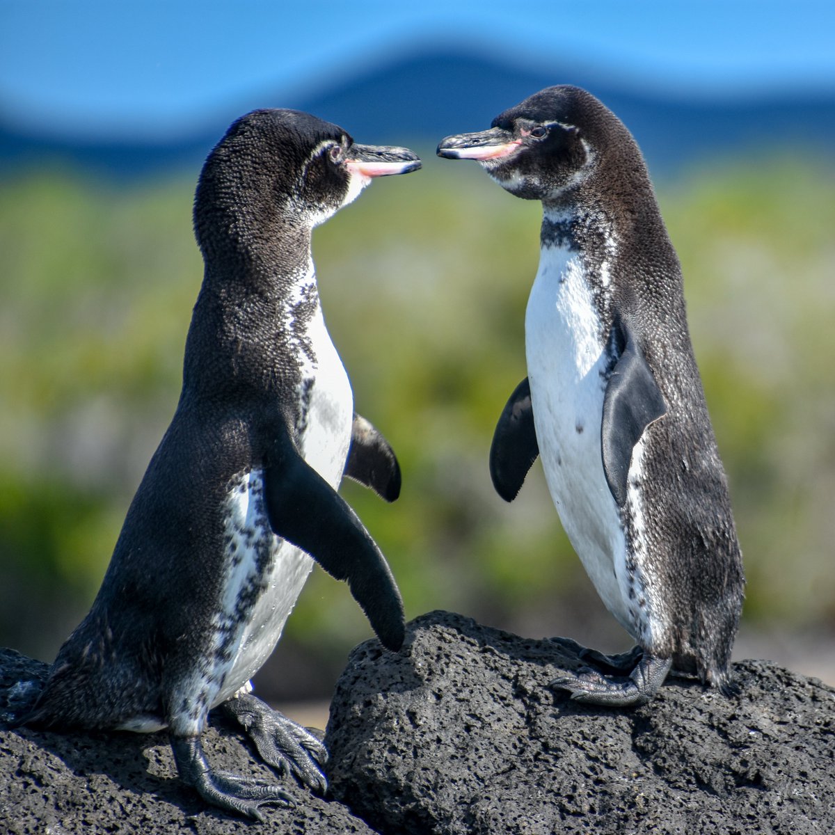 savegalapagos's tweet photo. BREAKING: Ecuador Announces the Official Expansion of Marine Reserve 

This afternoon President Guillermo Lasso signed the declaration to expand the Galápagos Marine Reserve by 60,000 square kilometers (23,166 square miles).

Read more: https://t.co/pXsyJvwKt8 https://t.co/XQ78y7t6kl