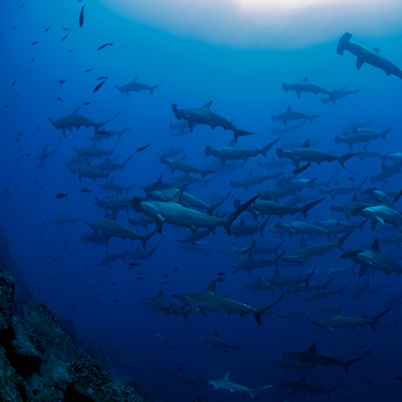 savegalapagos's tweet photo. BREAKING: Ecuador Announces the Official Expansion of Marine Reserve 

This afternoon President Guillermo Lasso signed the declaration to expand the Galápagos Marine Reserve by 60,000 square kilometers (23,166 square miles).

Read more: https://t.co/pXsyJvwKt8 https://t.co/XQ78y7t6kl