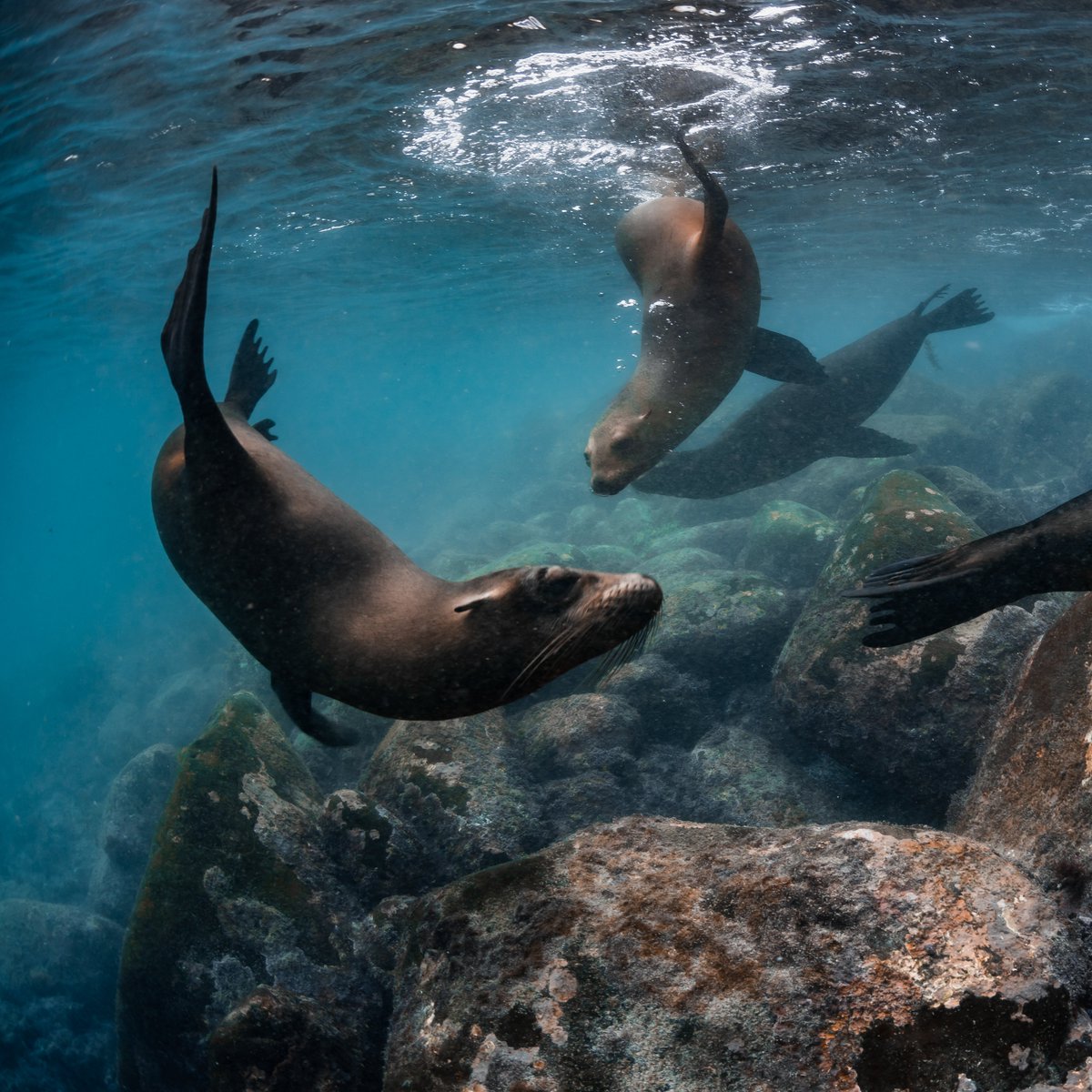 savegalapagos's tweet photo. BREAKING: Ecuador Announces the Official Expansion of Marine Reserve 

This afternoon President Guillermo Lasso signed the declaration to expand the Galápagos Marine Reserve by 60,000 square kilometers (23,166 square miles).

Read more: https://t.co/pXsyJvwKt8 https://t.co/XQ78y7t6kl