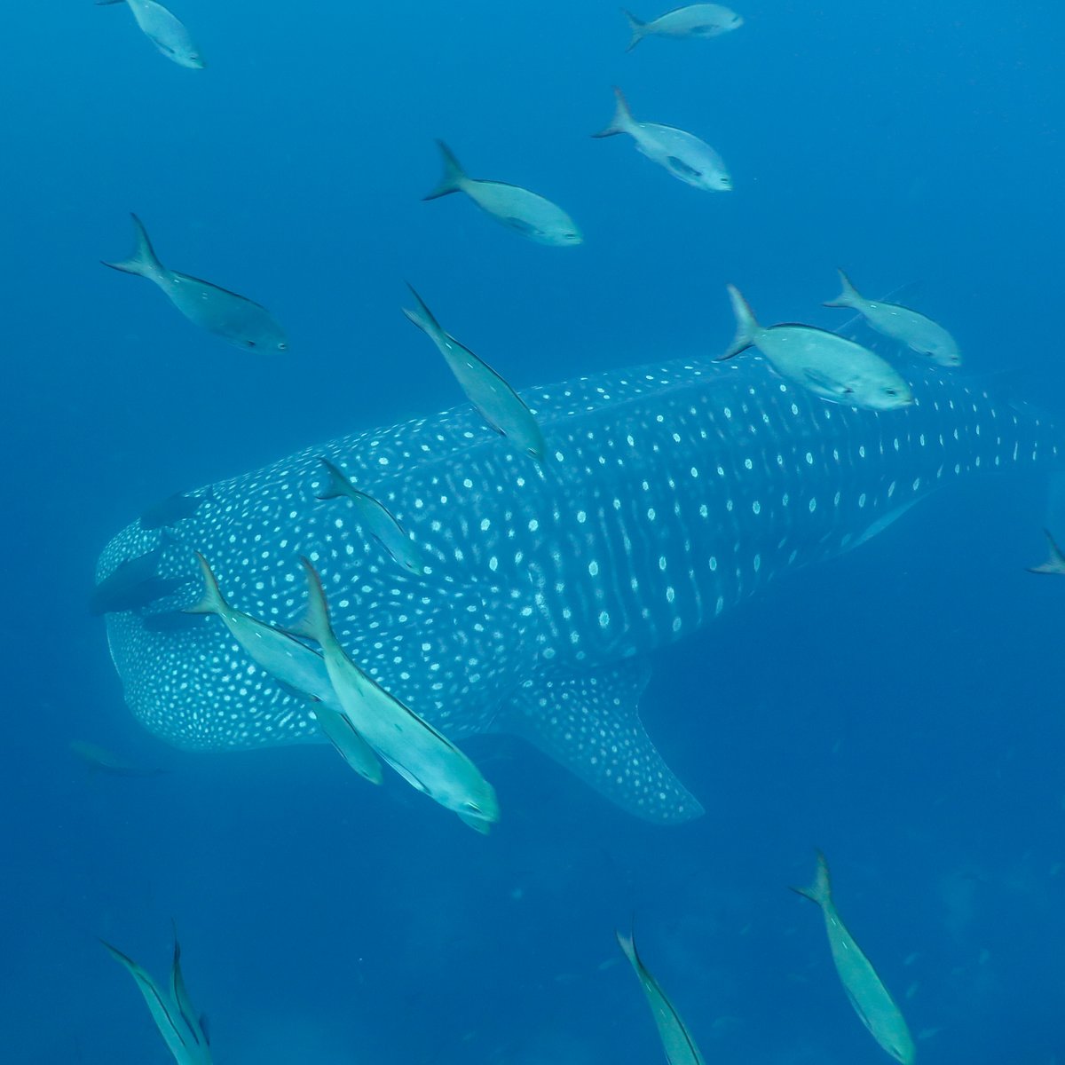 savegalapagos's tweet photo. BREAKING: Ecuador Announces the Official Expansion of Marine Reserve 

This afternoon President Guillermo Lasso signed the declaration to expand the Galápagos Marine Reserve by 60,000 square kilometers (23,166 square miles).

Read more: https://t.co/pXsyJvwKt8 https://t.co/XQ78y7t6kl