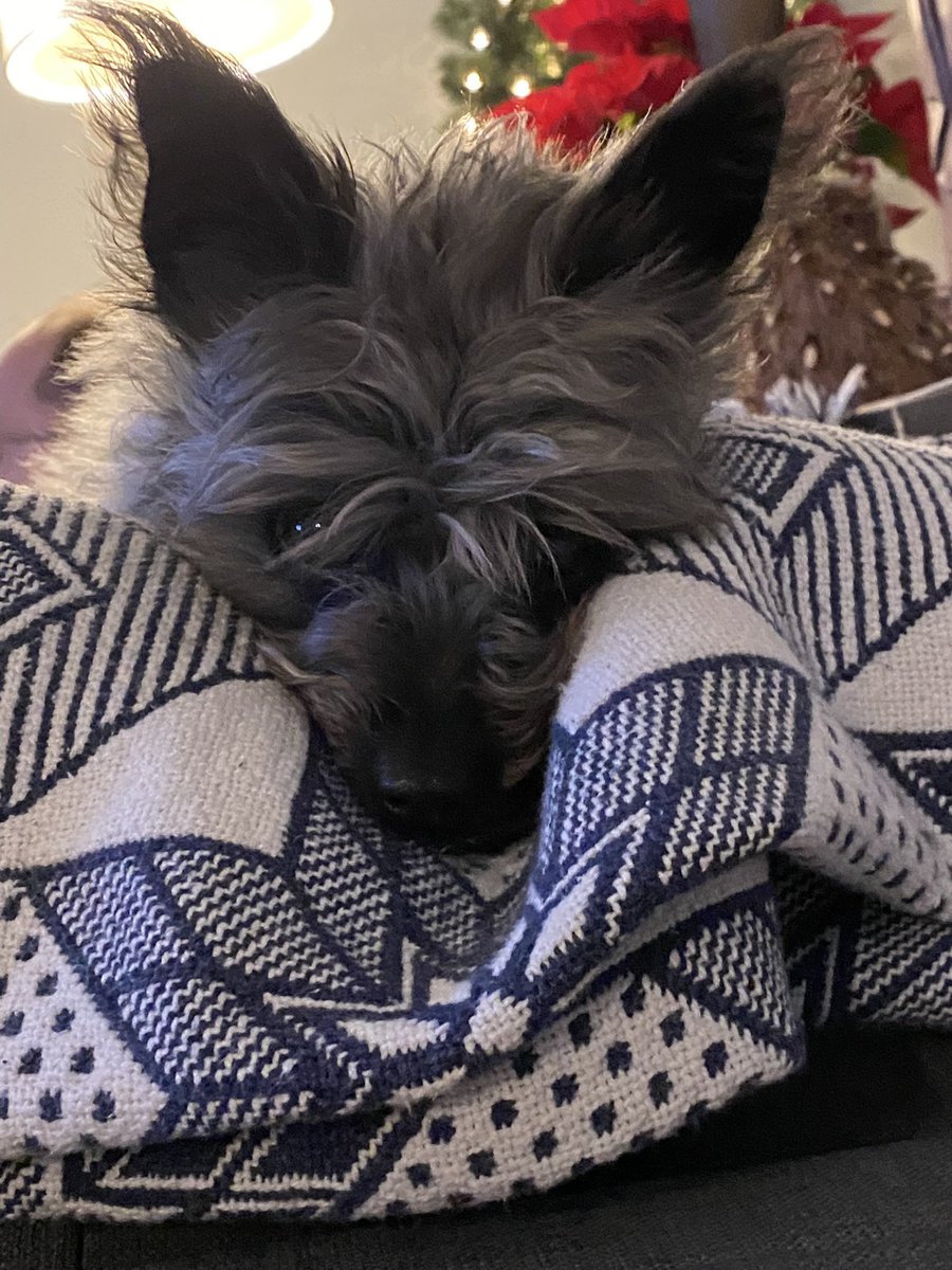 ClevelandBert's tweet photo. Chillin’ with my Dads, preparing for the storm 
#dafuzz #Bert https://t.co/cfdkNRQJFV
