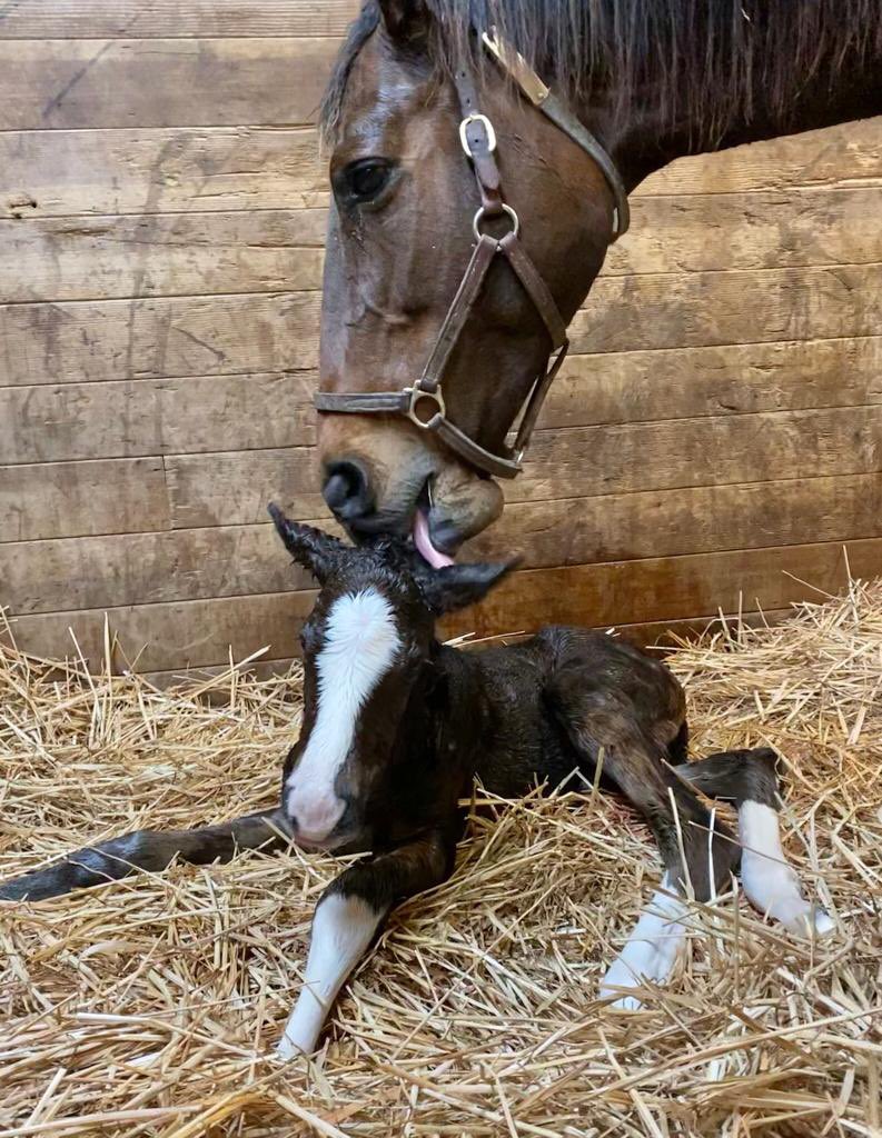 BODEXPRESS’ babies have started to hit the ground 😍😍😍
So far the girls are ahead with 2-0, let’s hope for more healthy and beautiful babies 🏇🏿💨

📸 22’ Fracci - Bodexpress

#FoalFriday #foal #foalingseason #bodexpress #globalgraduate
