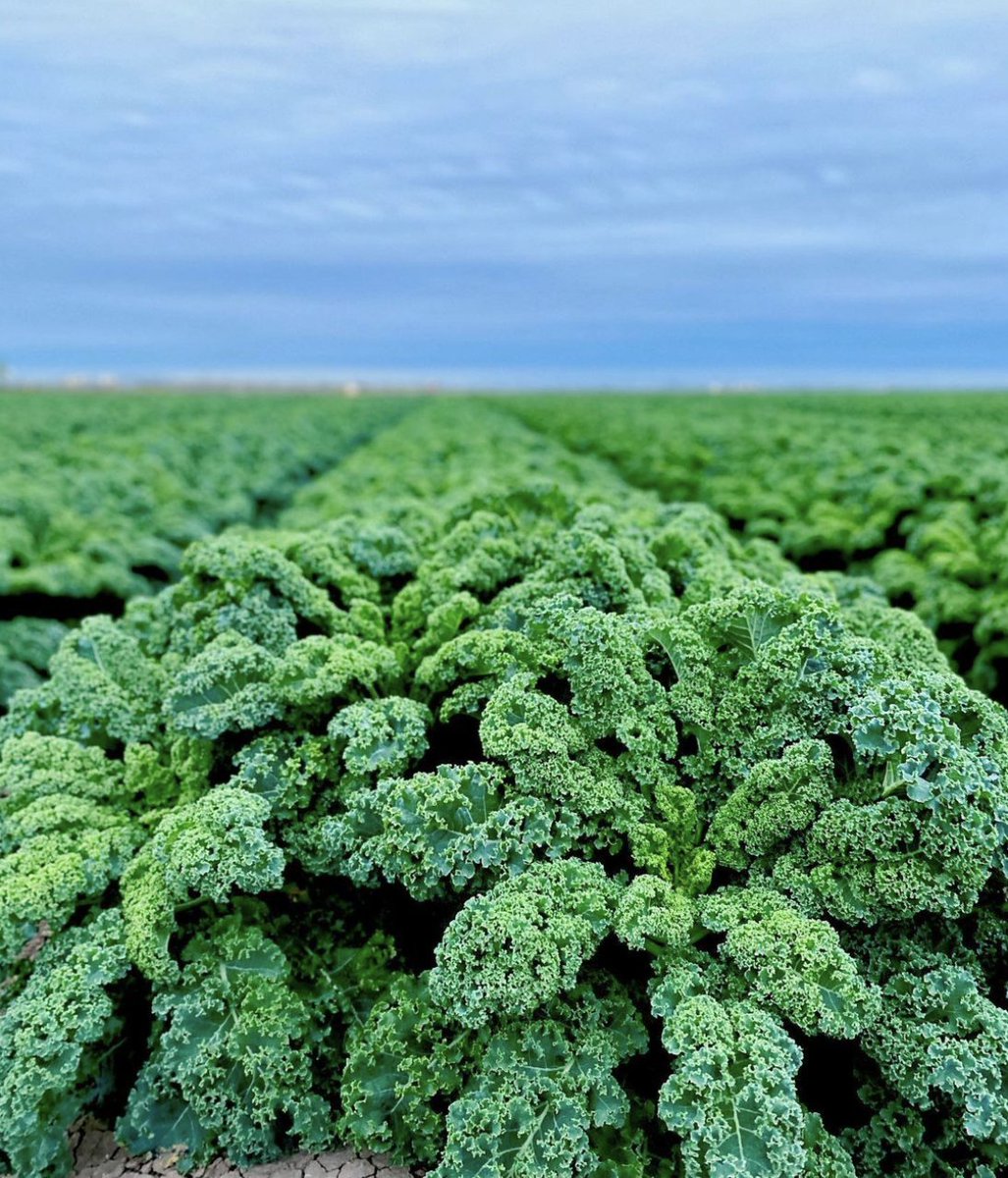 sweetgreen's tweet image. #FridayViews from our partners at Rio Fresh in San Juan, Texas who grow the best organic greens by way of naturally enriched soil, sustainable irrigation + multi-generational knowledge