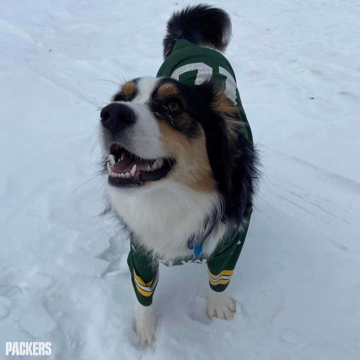 Green Bay Packers tweet media