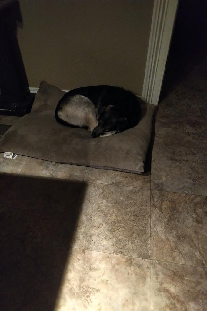 TVRSCIA's tweet photo. #MissDixie had a busy day keeping an eye on things #shippinchicken. After 12 hours, we are all done in. #longday #sleepwelltonight #slowcatchcrew π€¬ https://t.co/zcMxMXePeO
