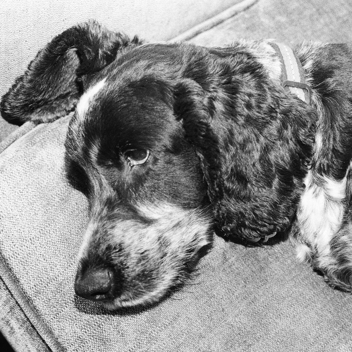 Resting #milngavie #dogsoftwitter #dogsonfilm #blackandwhitephoto #ilfordhp5 #canoneos1n