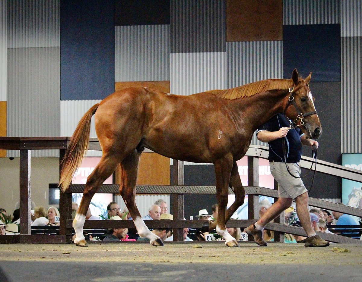 GleesonTbreds's tweet photo. A great result for us yesterday ⁦@mmsnippets⁩ to sell our smashing Neorealism colt to arguably the best judge of a horse in the business, @DRGTBS. We know he will get every chance to make a racehorse ⁦@CaroSearcc⁩ https://t.co/AQYiSq05Dv