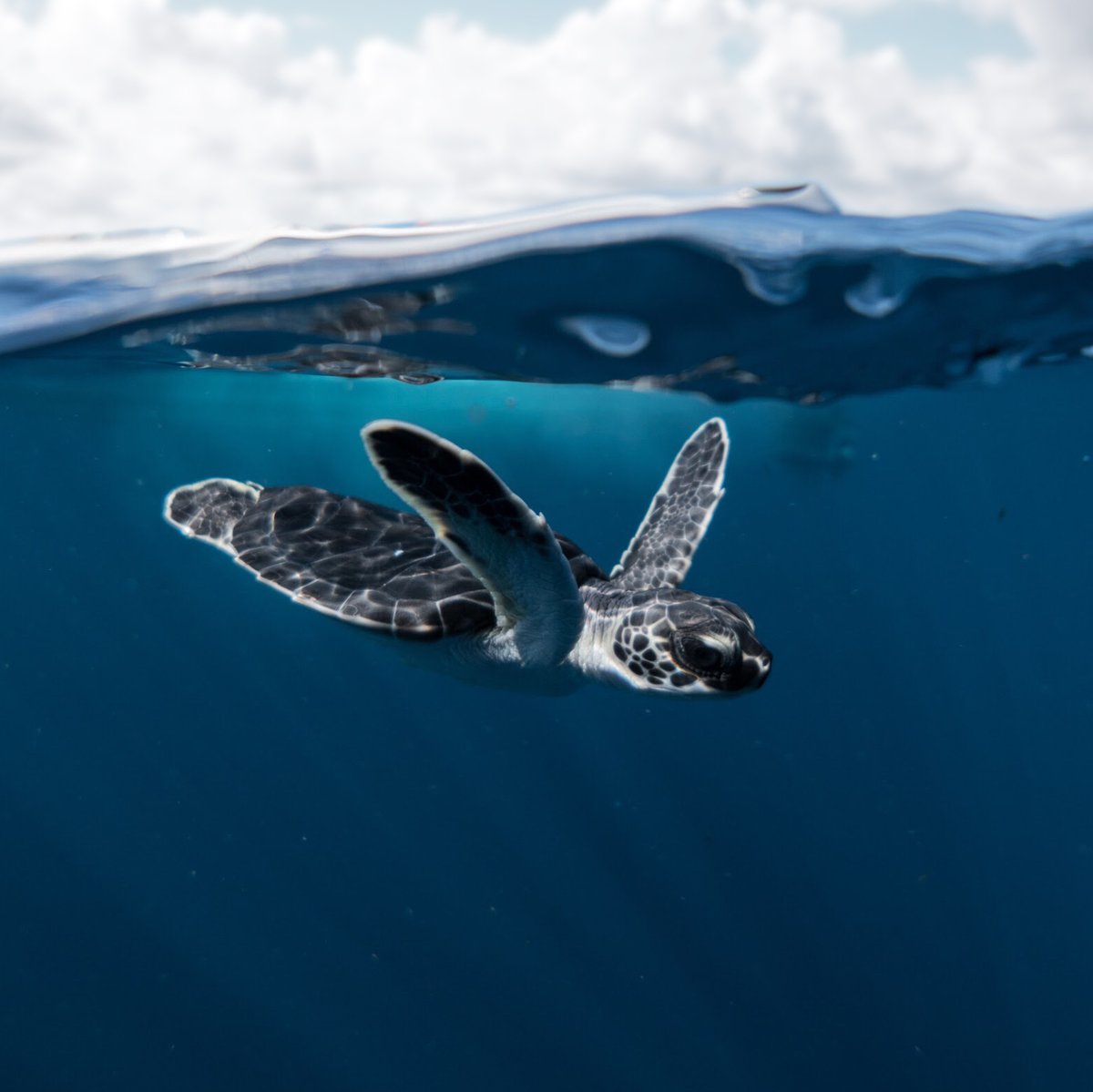 IslandConserv's tweet photo. President of Ecuador @LassoGuillermo signed a decree to officialize the expansion of the Galapagos Marine Protected Area. This creates a connection with Cocos Island Marine Protected Area. #NoExtinctions #OceanOptimism @BlueActionFund @GustavoManriq_M https://t.co/TcdI0tX2Gw