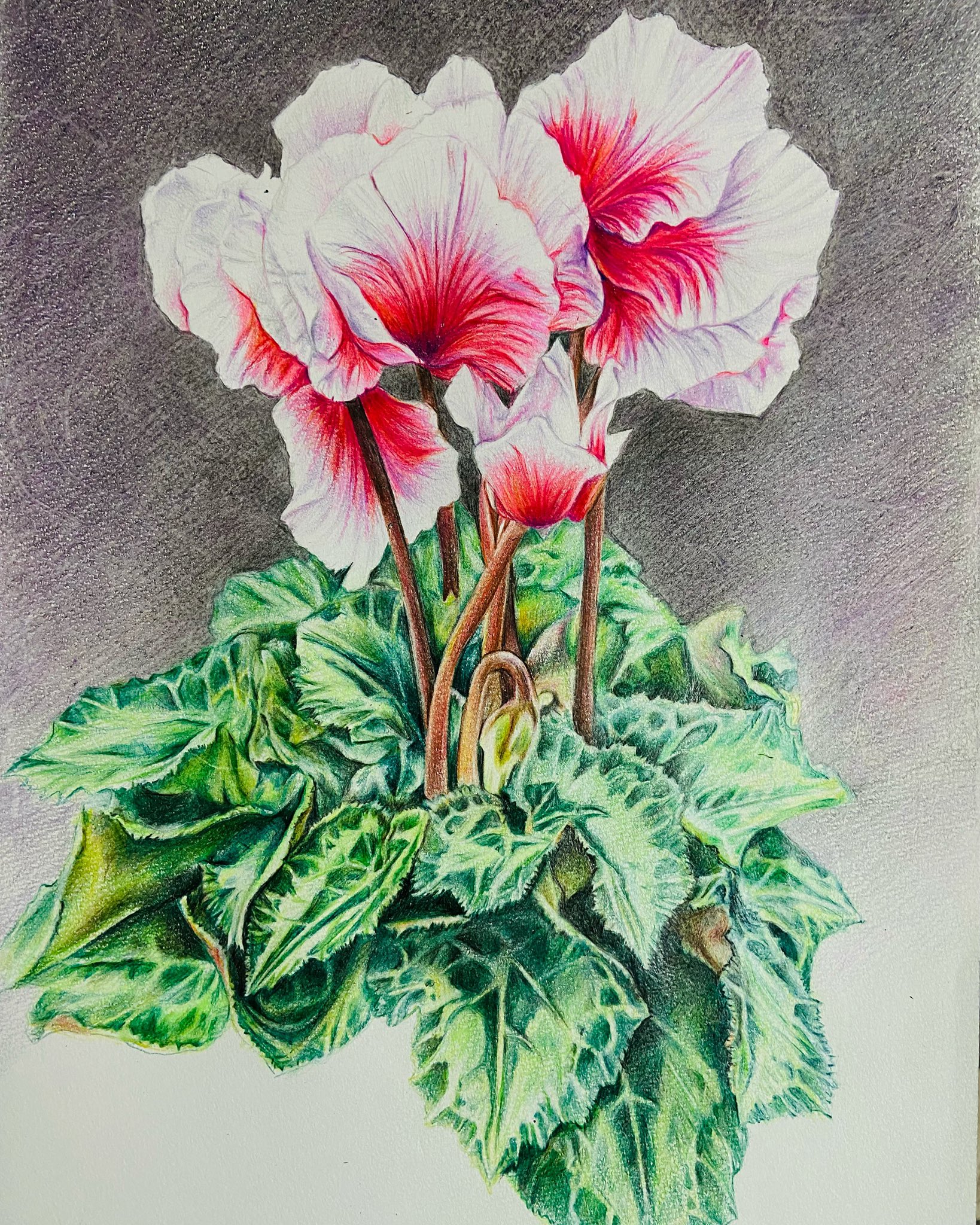 Yamakatsu771 色鉛筆で描いたシクラメン 花 花の絵 花のイラスト Flowerillustration アート Art ボタニカルアート Botanicalart 色鉛筆 色鉛筆画 Colorpencilart シクラメン Cyclamen 花言葉は遠慮 インスタyamakatsu771に他多数投稿 Yamakatsu771 色鉛筆で描いたシクラメン 花 花の絵 花のイラスト Flowerillustration アート Art ボタニカルアート Botanicalart 色鉛筆 色鉛筆画 Colorpencilart シクラメン Cyclamen 花言葉は遠慮 インスタyamakatsu771に他多数投稿