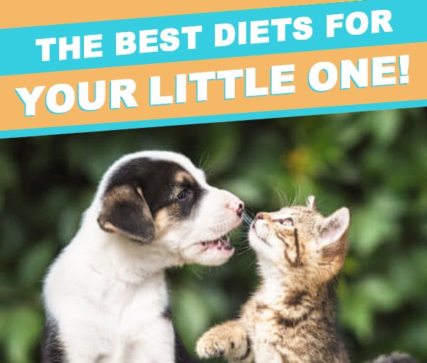 PetGuardiansAus's tweet photo. Here's our tips on what to feed your new family member... - https://t.co/WQks6YtQEr https://t.co/knC7bJ62R2
