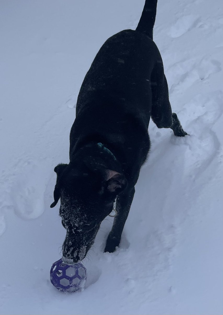 mazerlodge's tweet photo. Black Dog Weather Report: Fresh powder calls for fetch using a “net ball” (floats/rolls on top of the snow). https://t.co/zzbHDF5S8w