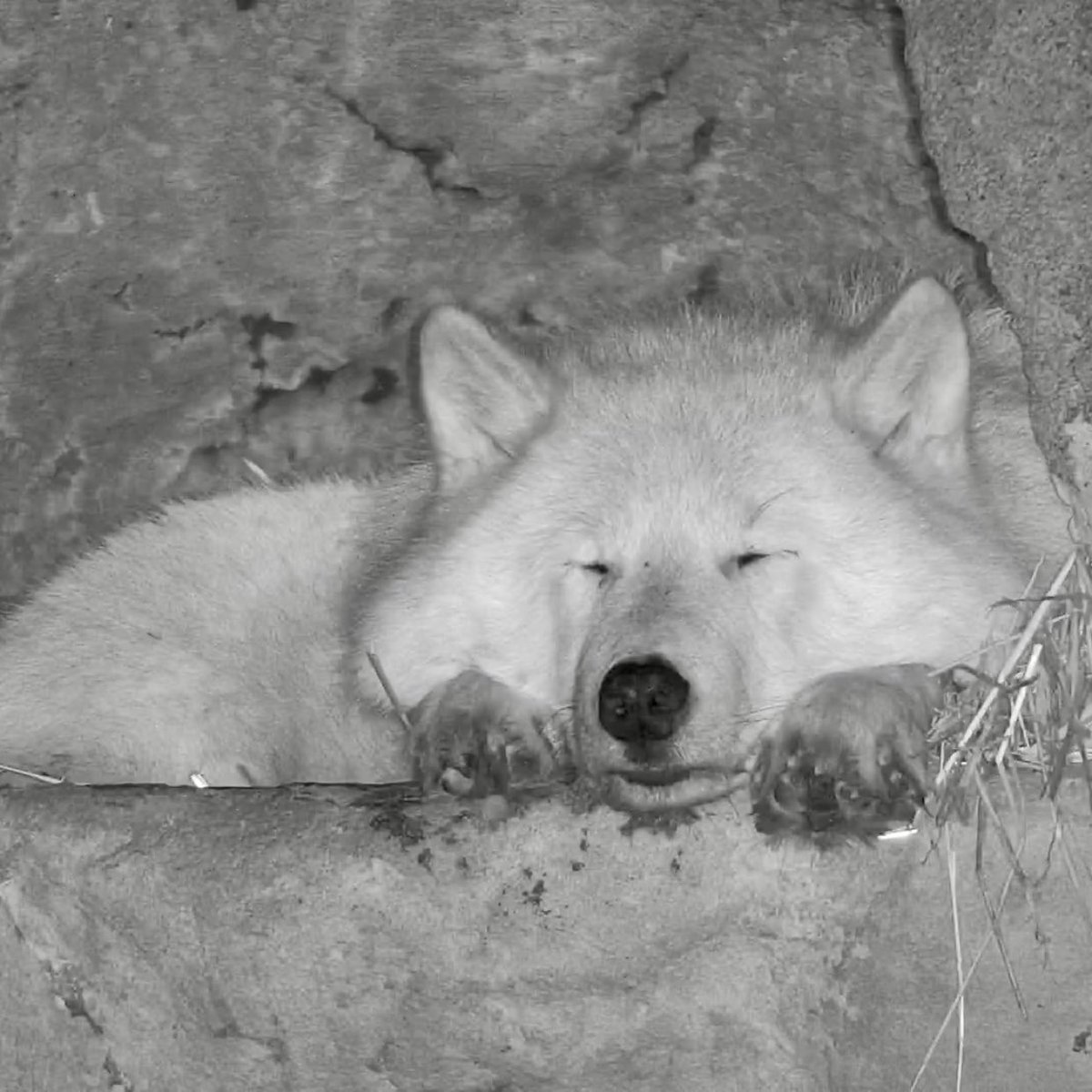 nywolforg's tweet photo. Dreaming of a safer world for wolves 🐺

Join Nikai now ➡️ https://t.co/qLRBpfDJif https://t.co/jN3cuFpsIh