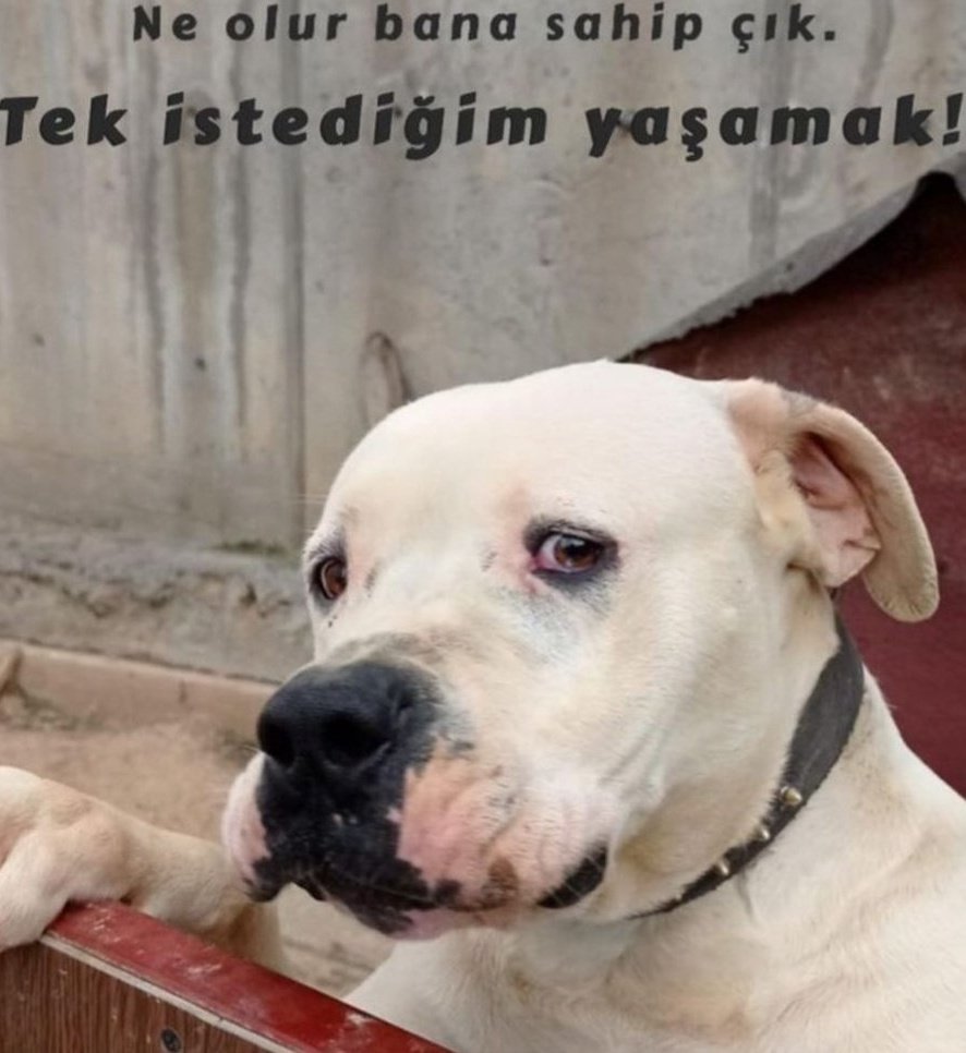 tulaySAMi_'s tweet photo. @PawGuardsTr #14ocakUzaltılsın https://t.co/Ahg0ZFtdPr