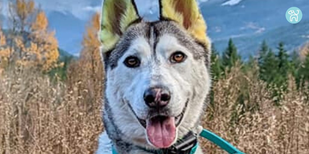 JWagable's tweet image. My name is Tempo. I'm 1.5 years old and have yellow ears. As a Husky and German Shepherd mix, I'm always ready for a brisk mountain walk. #PNWDog

Thanks to Jess Terry Berry: ow.ly/zAQp50Ha1nA