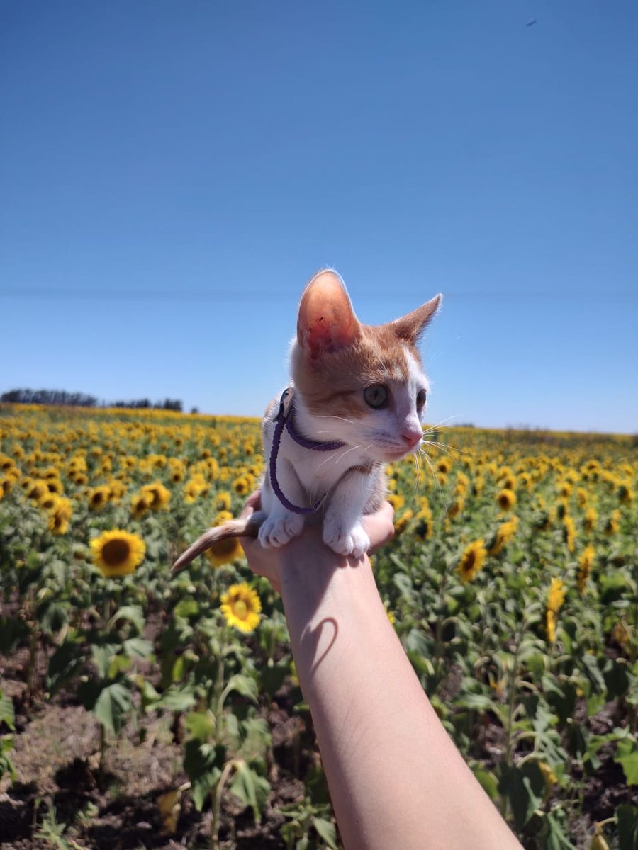 violetcetera's tweet photo. mi galeria---> la gata de vacaciones https://t.co/Gs3OnzvLNm