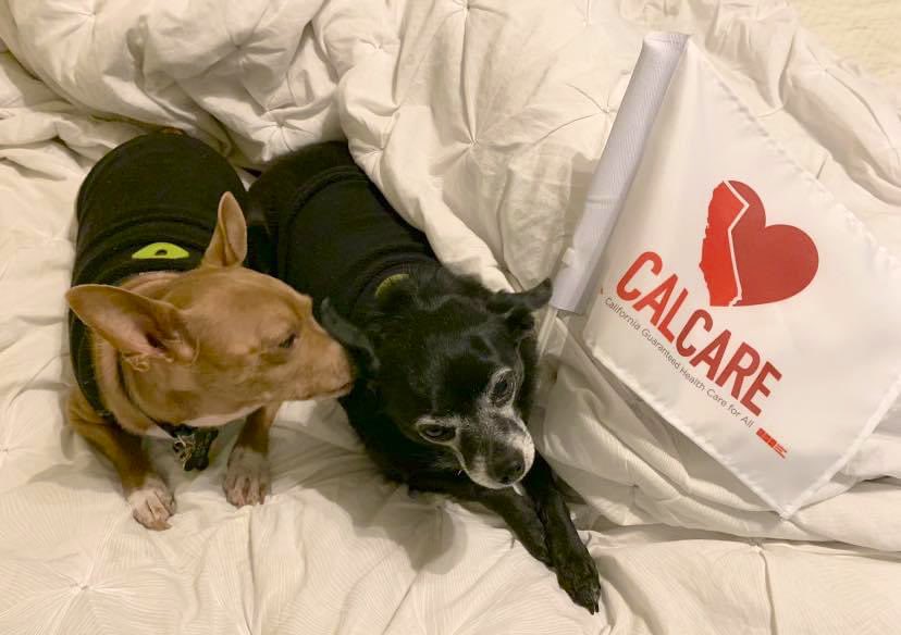 1alyssakang's tweet photo. Igor and Smokey support #CalCare for all humans and then are going to push for #PetCare next! 🐾 

#AB1400 #DressUpYourPetDay #NationalDressUpYourPetDay https://t.co/TGQDFQzaVI
