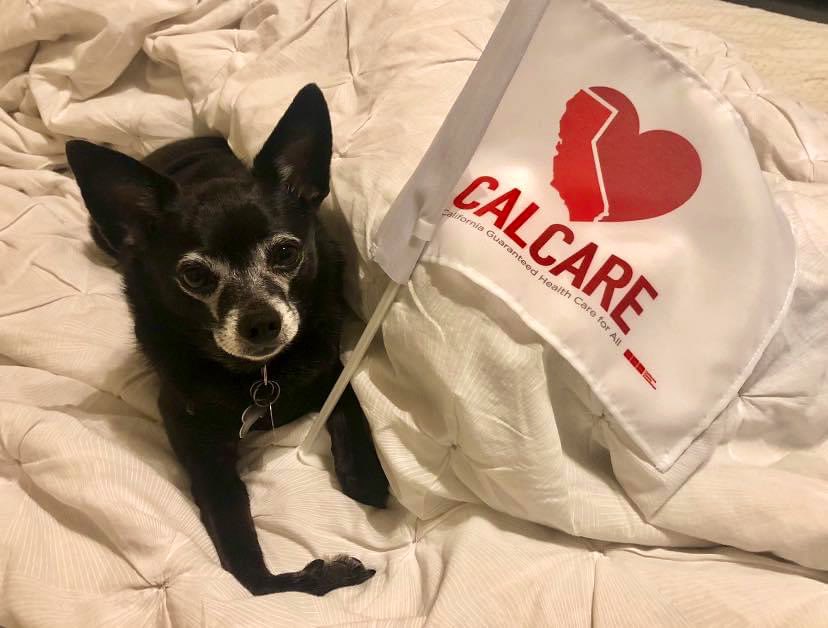 1alyssakang's tweet photo. Igor and Smokey support #CalCare for all humans and then are going to push for #PetCare next! 🐾 

#AB1400 #DressUpYourPetDay #NationalDressUpYourPetDay https://t.co/TGQDFQzaVI