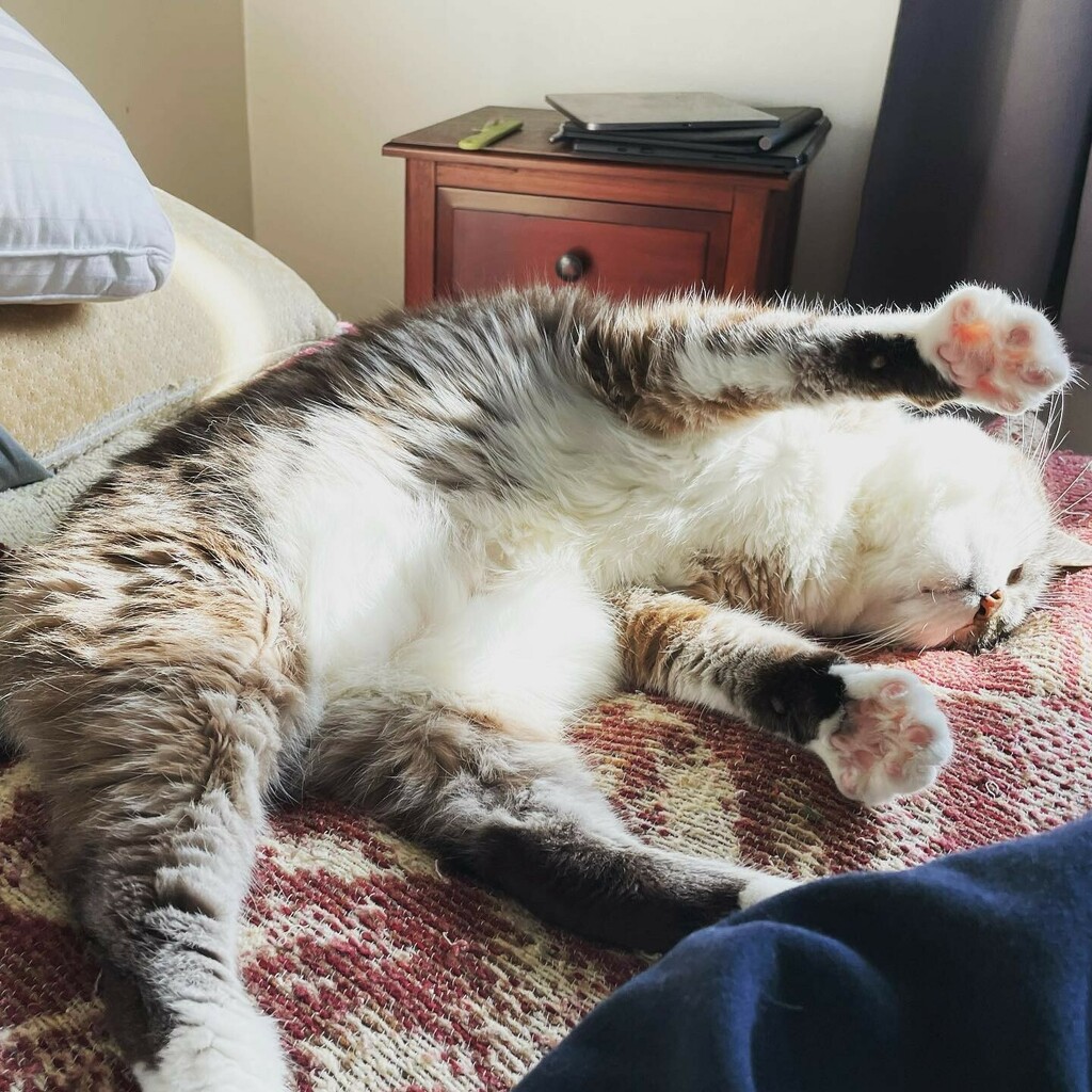 DieselSchneezle's tweet photo. #solarpoweredcat #cappuccino https://t.co/wU6cZelT6y