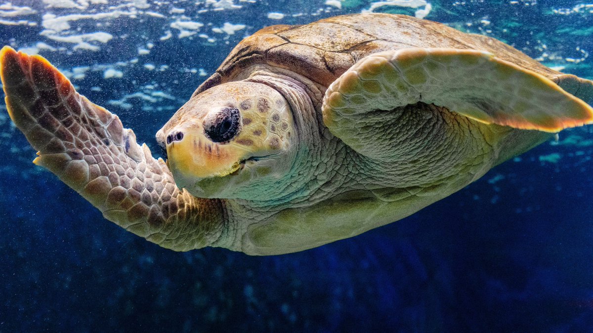Birch_Aquarium's tweet photo. 🐢 Flipper Fact Friday 🐢 

#LoggerheadSeaTurtles are the most migratory of all the sea turtles! They use their long, powerful flippers to swim all over the open ocean — some travel hundreds, even thousands of miles from their foraging grounds to their nesting beaches. https://t.co/2gehHqWeZI