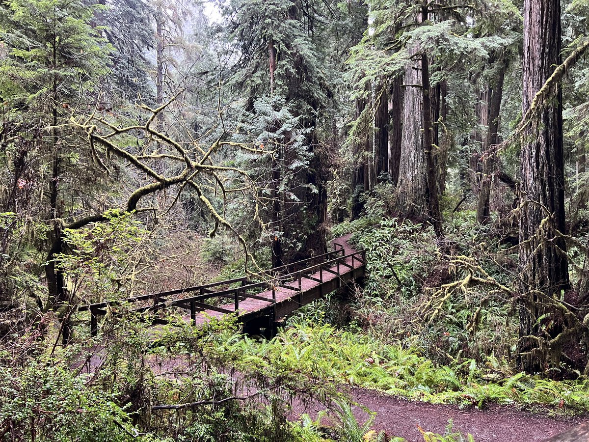 drebmann's tweet image. This is what you’ll see if you take a walk along James Irvine Trail on a rainy day. This old-growth redwood forest is maybe a 10-minute walk from the Prairie Creek Visitor Center. @redwoodnps