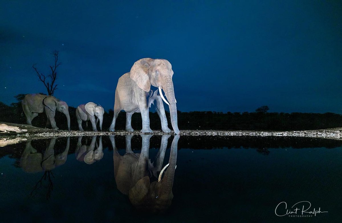EndangeredMints's tweet photo. GN #NFTCommunity, 💫
Rest easy, tomorrow is the weekend! Hooray!😊
#NFTs #CNFTs $ADA $ETH #TGIF #Elephants https://t.co/5dvlWaAYoQ