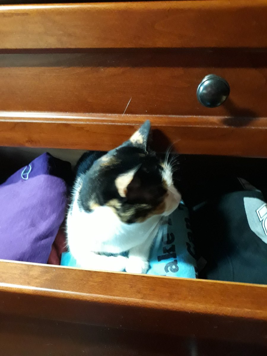 caviarupdates's tweet photo. Every single time we open a dresser drawer: https://t.co/5HUEbPr0ta
