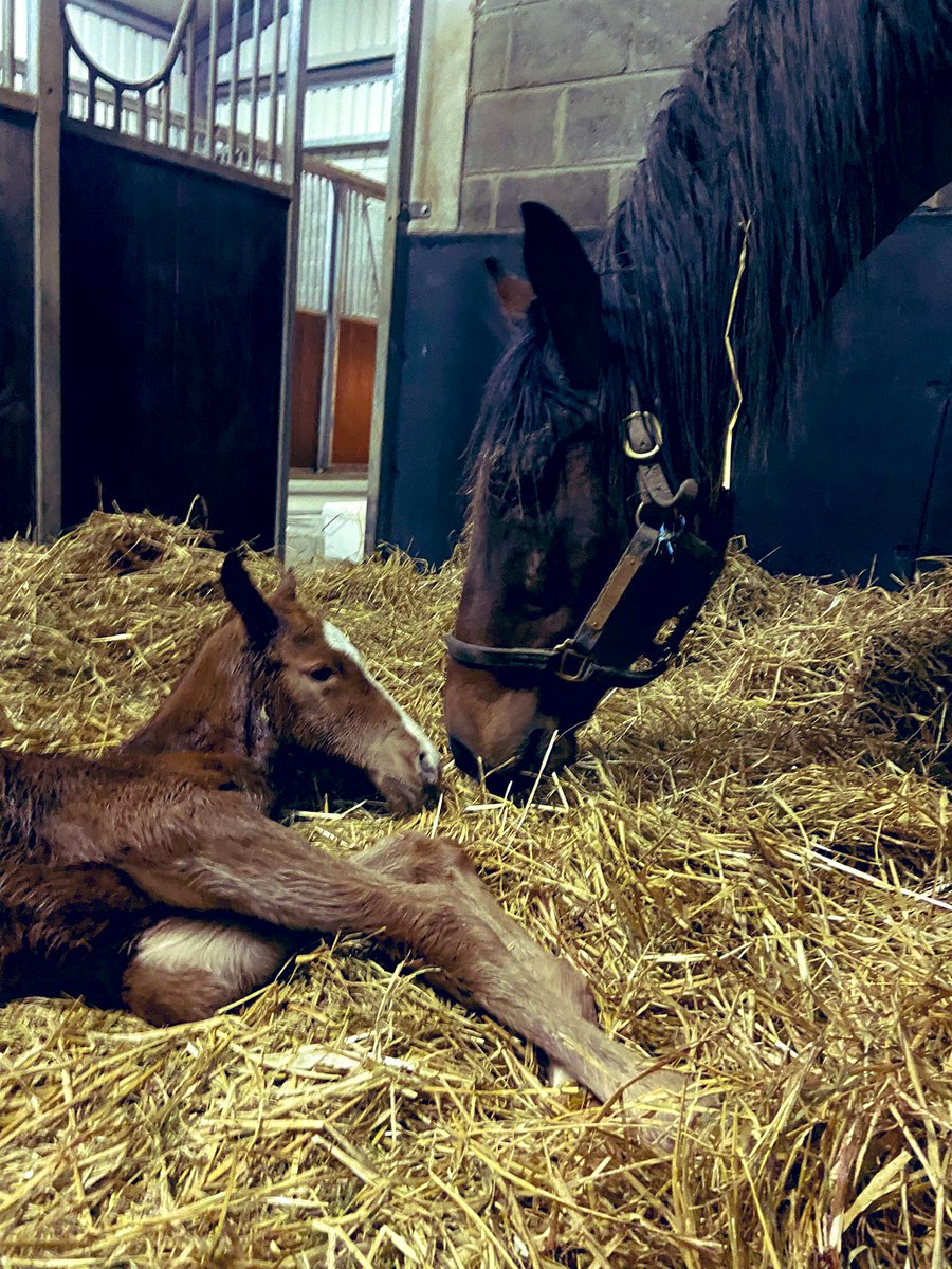 Our first arrival of the season made an appearance at a very respectable hour tonight 🤩 A lovely @coolmorestud Australia filly! Only 18 more to go 😅💪🏼 #FoalingSeason