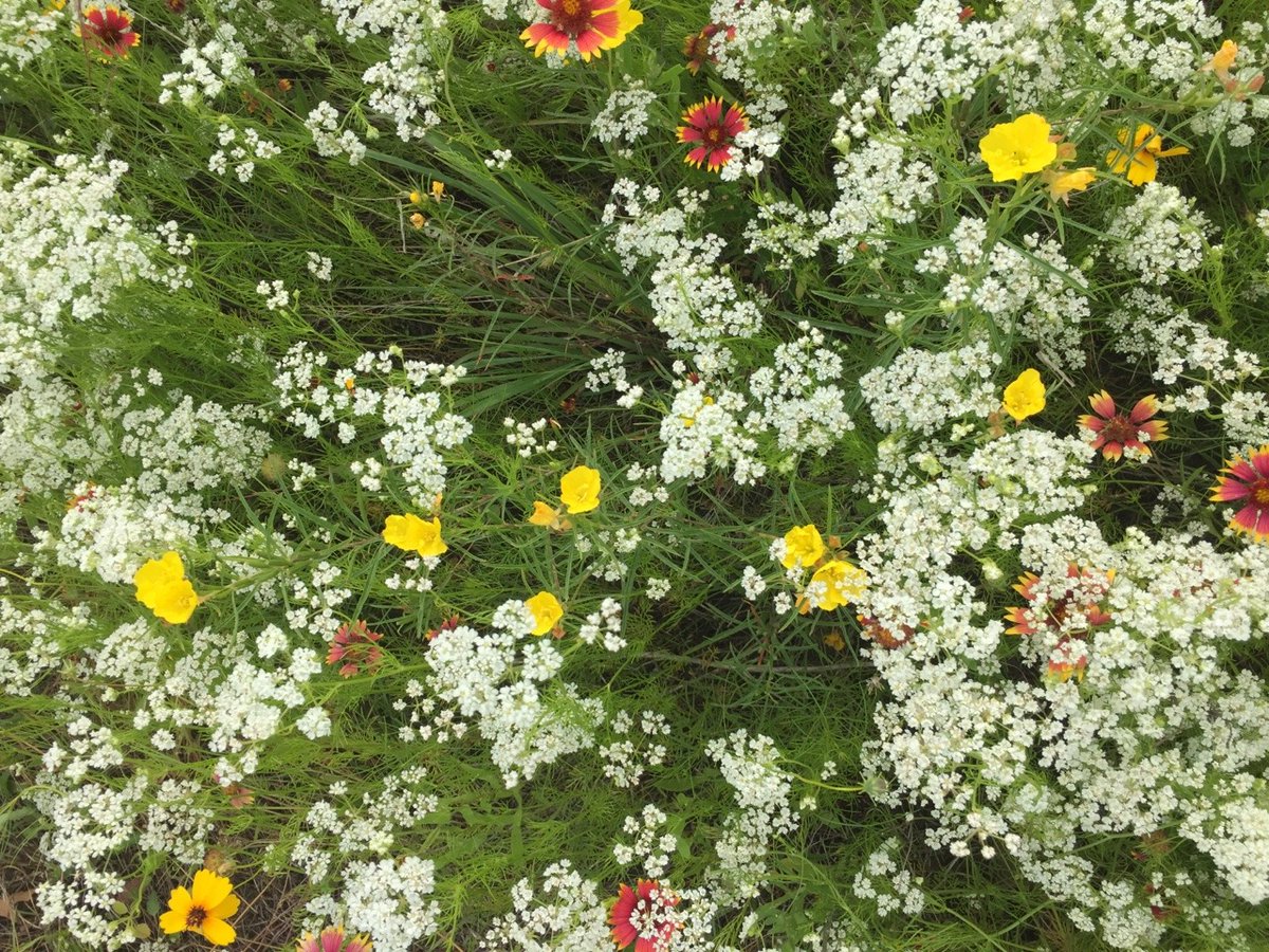 🌿🌼🧺 tweet media