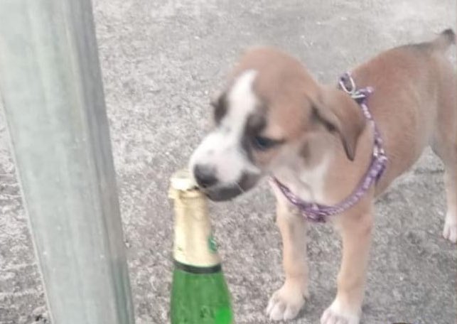 Guarromantico_'s tweet photo. “Me voy a tomar un vinito pa’ festejar que ya no tomo” https://t.co/E6s4Va1ZEp