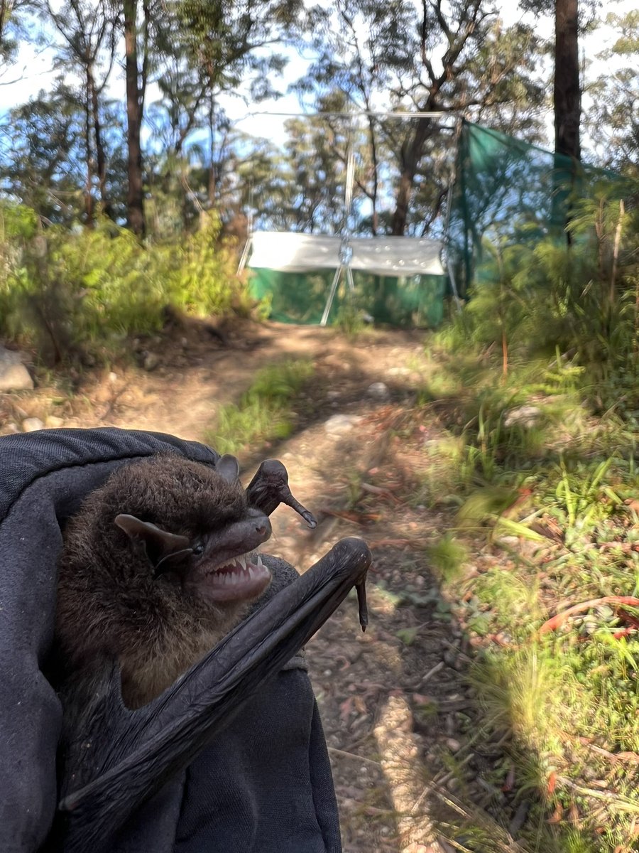 Uncle_Maddog's tweet photo. Good morning from me and Miss Falsistrellus. May your flight paths be clear and your lunch crunchy like beetles. #Wildoz https://t.co/71d85VA0wa