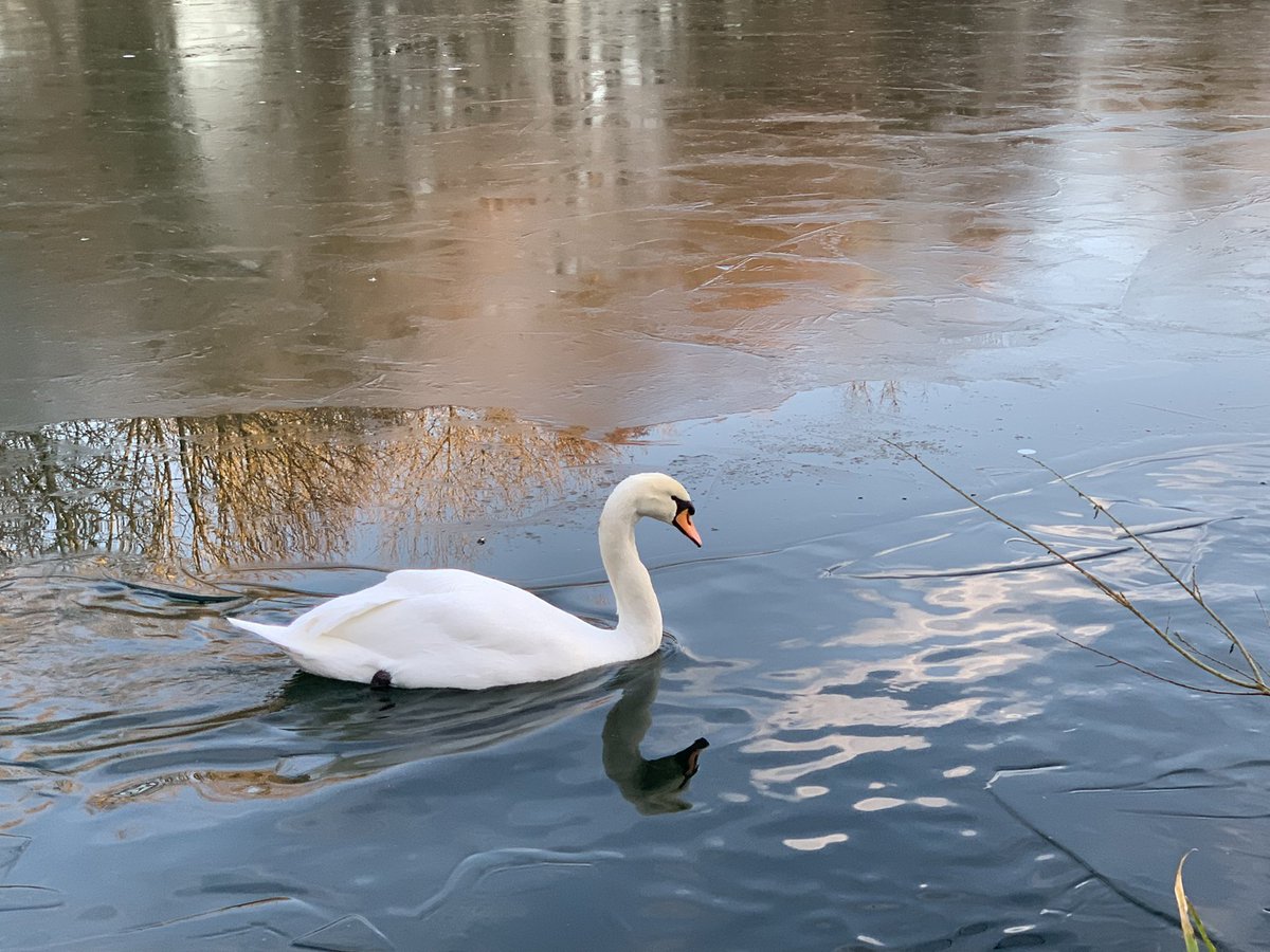 Family of Mute #Swans on the #frozen  lake in #Kennings Park #ClayCross #DerbyshireBirds #365DaysWild