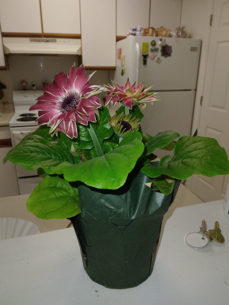 ShannanHunt's tweet photo. Went on a date with a man yesterday. He gave me potted flowers 🥺 keep the eyes out for our wedding announcements https://t.co/R185uwnzxV