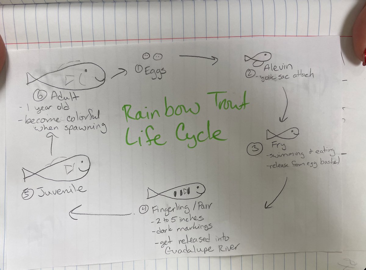 Trout Unlimited rainbow trout eggs arrived in Aquatic Science. We have two nurseries <a href="/BrandeisSci/">Brandeis Science</a> this year! <a href="/TroutUnlimited/">Trout Unlimited</a> @ljrchem <a href="/MrsHeistScience/">Leilani Heist</a> #conservation #fishtexas #handsonlearning