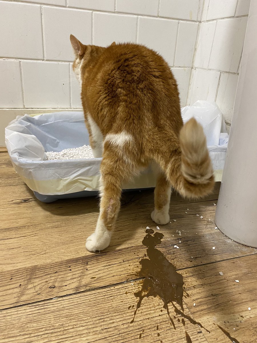 8dangerou_sadam's tweet photo. Get a cat they said. 

It will be fun they said. https://t.co/axGDiZYXAU
