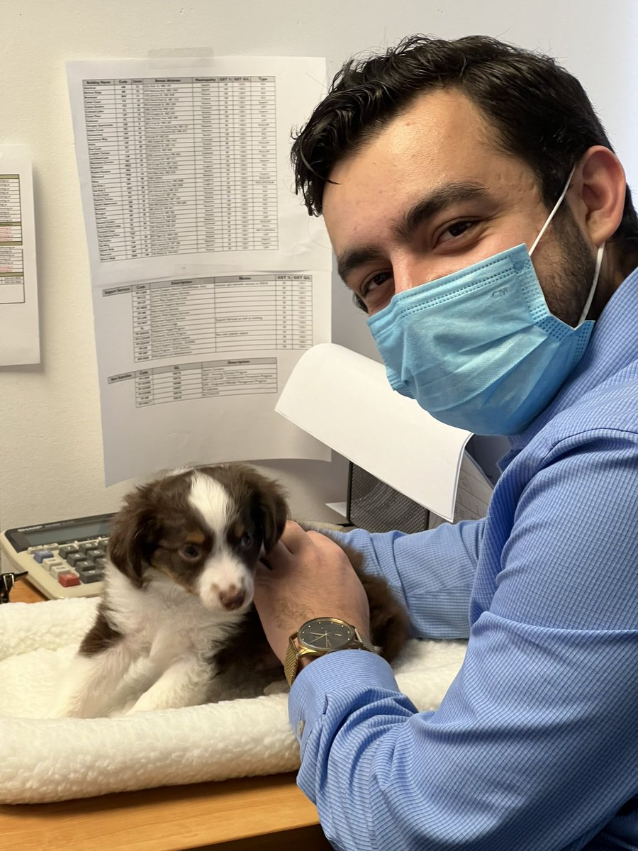 lacaroibarra's tweet photo. Meet the newest canine member of the #teampacifica finance department. First day at work and already doing a fantastic job keeping Garet on his toes @PacificaHousing https://t.co/voSJShRemA