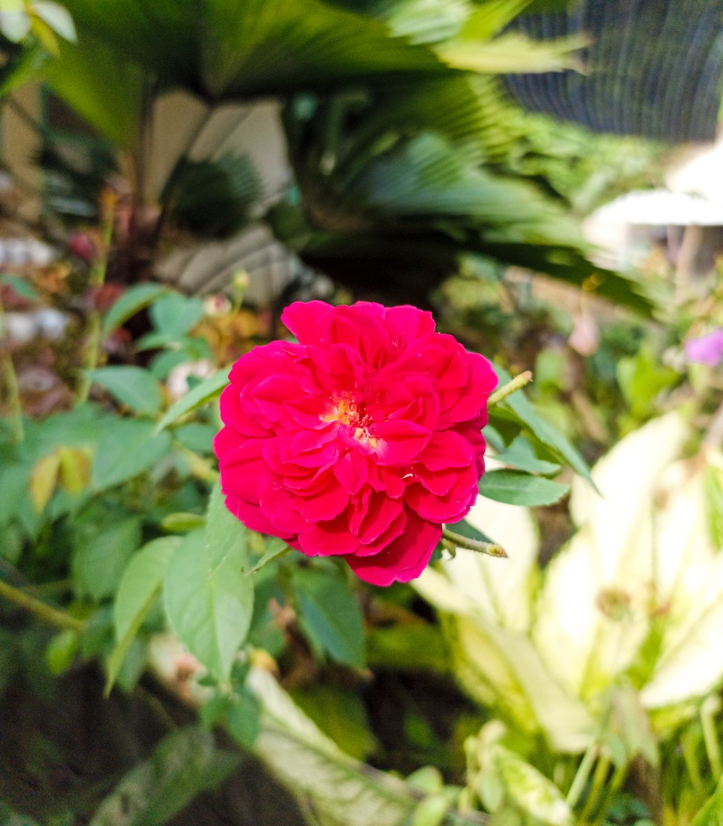 jes4nt's tweet photo. Yang cantik belum tentu baik tapi yang baik akan terlihat cantik 👌
#nature
#naturegallery
#naturelover
#naturephotography
#flower
#flowers
#bunga
#mawar
#mawarmerah https://t.co/T02BQJFOFB
