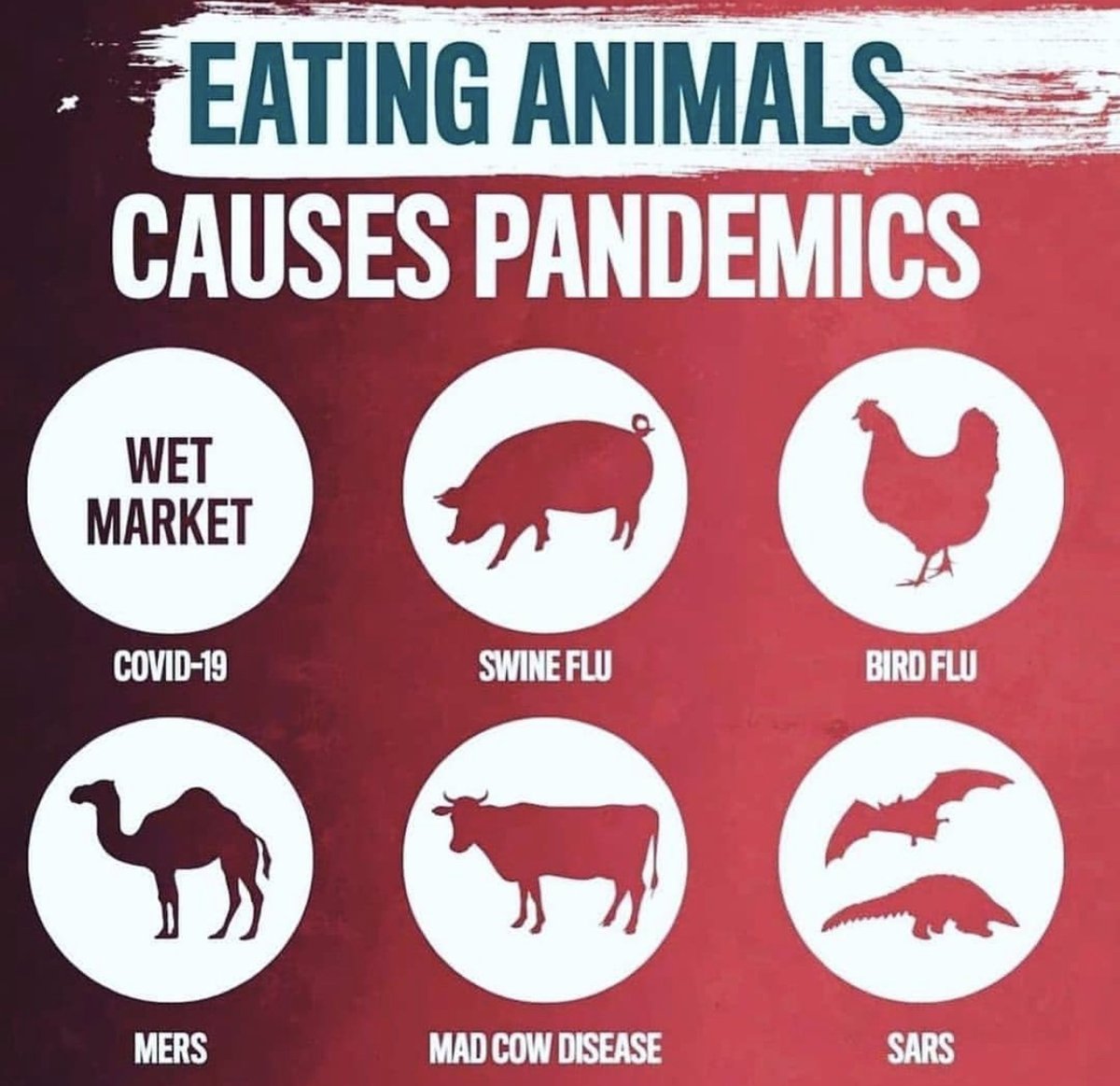veganfuture's tweet photo. Eating animals causes pandemics https://t.co/SqgcHWY9HL