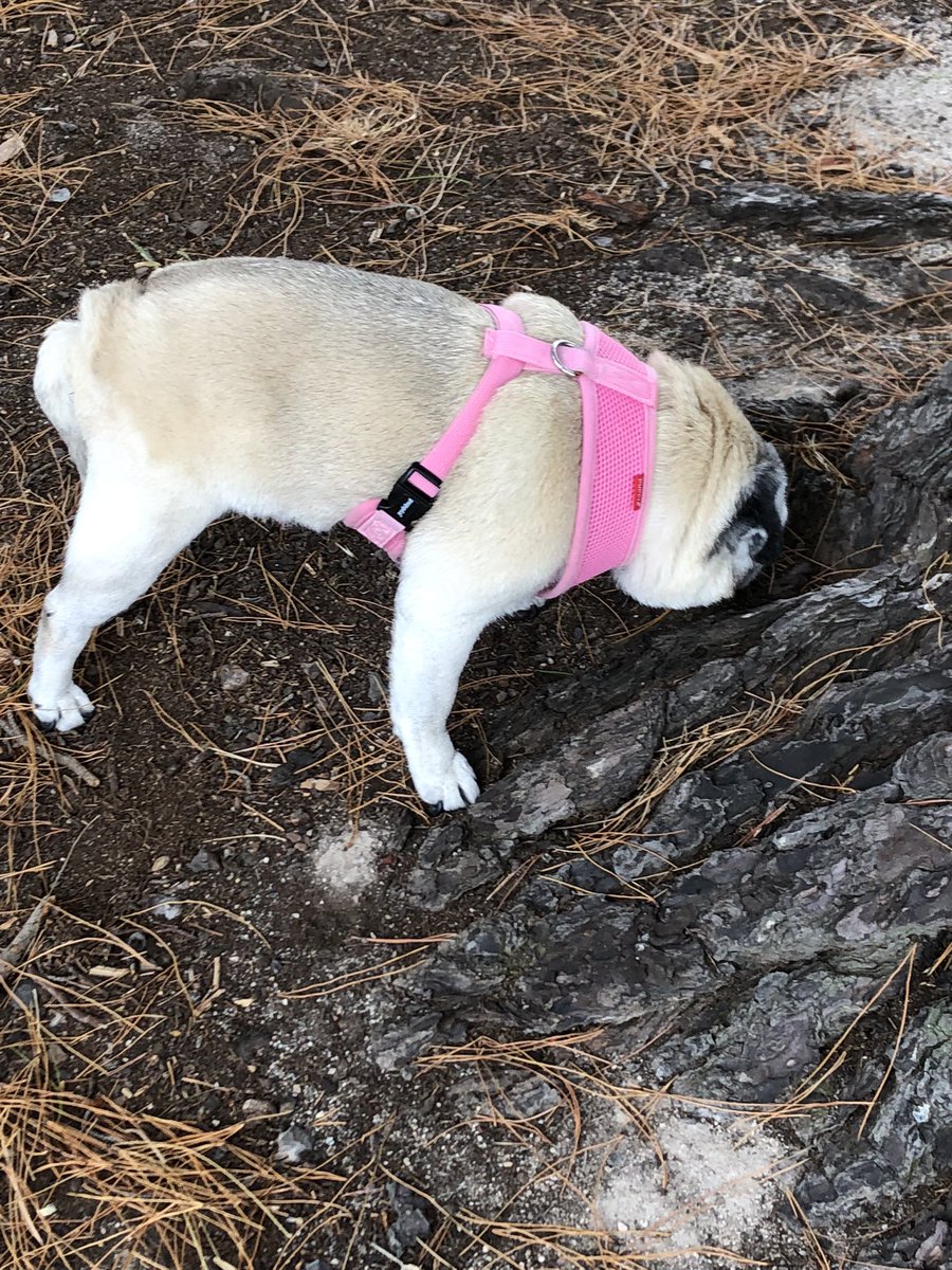 tootsberryman's tweet photo. @pugrescuevic Millie adopted in July 2013. 16 years young and although I may have a problem with wonky legs I still love to go for a stroll to the park with my family and have a sniff around! Happy Pug Happy life 🐶 @MinnieMaxPugs #puglife https://t.co/cEXghXBg6C