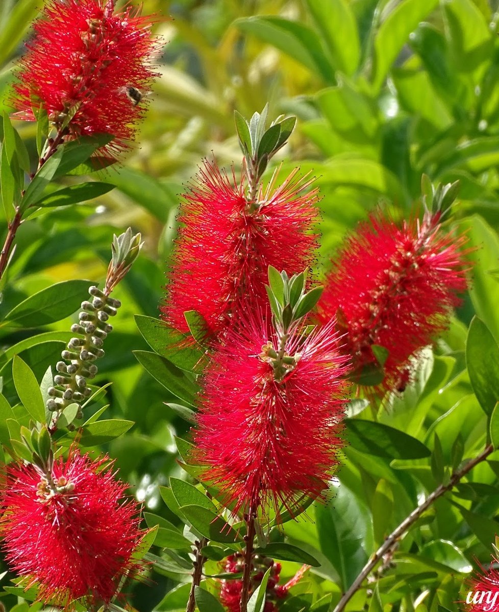 Saben por que el Callisto se llama así?? Les dejo una pista...