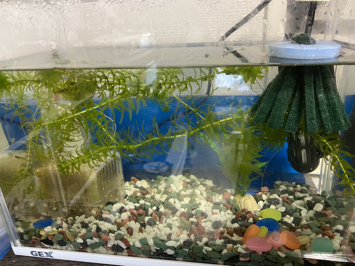 メダカ 産卵床 のtwitter検索結果 Yahoo リアルタイム検索