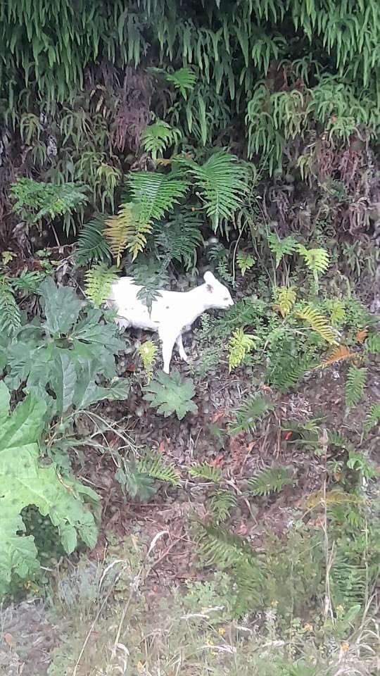 DefendamsChiloe's tweet photo. 😍😍😍
!!!! Maravilloso !!!
Nuevamente avistamiento de 
PUDU ALBINO 
en #CHILOÉ.
@CNNChile @elmostrador @El_Ciudadano @meganoticiascl @24HorasTVN @AlertaPudu @faunanimo @soychiloe @biobio https://t.co/HAoO2D2tkI