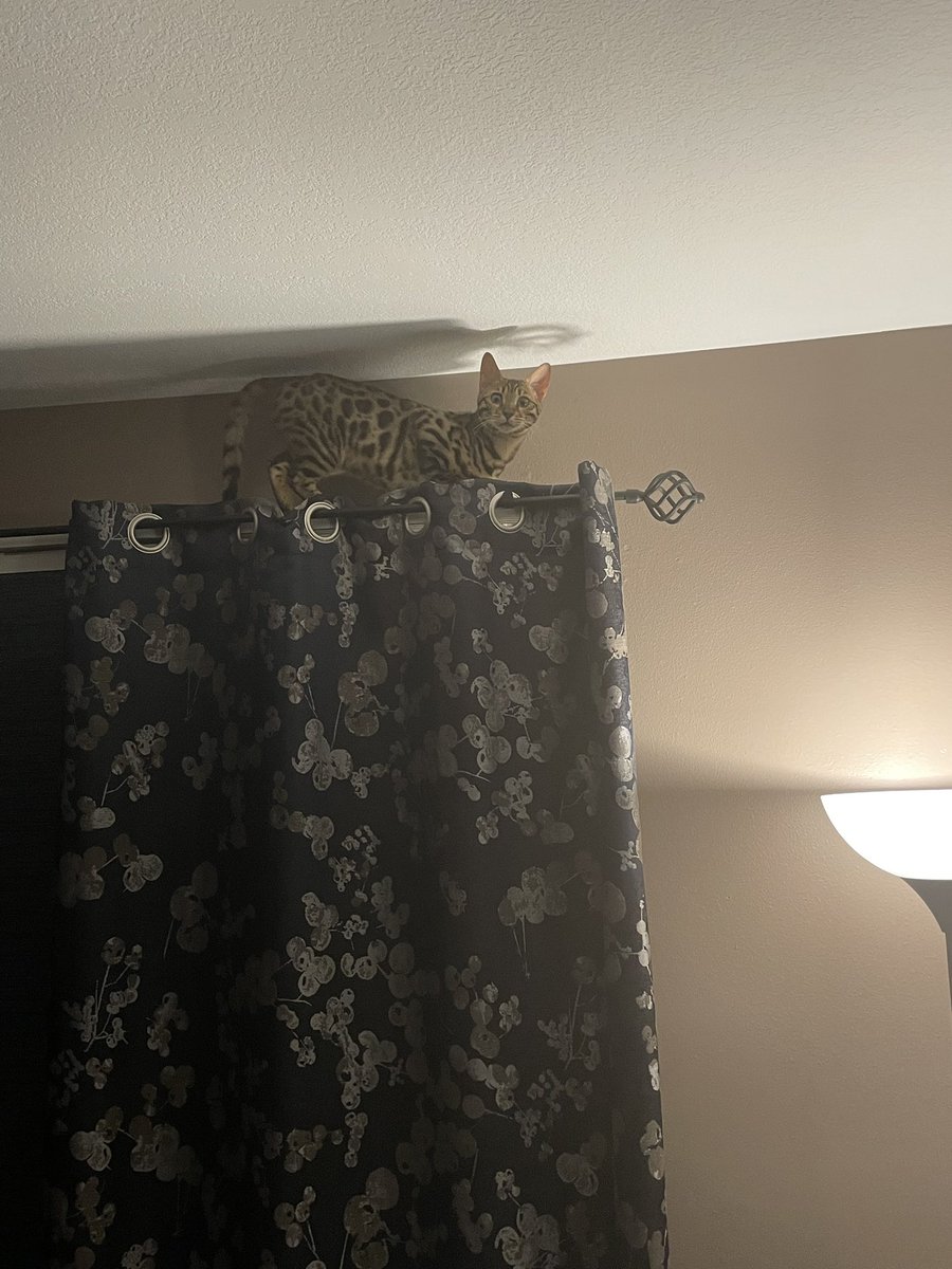 I have reached

New heights 

#CatsOfTwitter