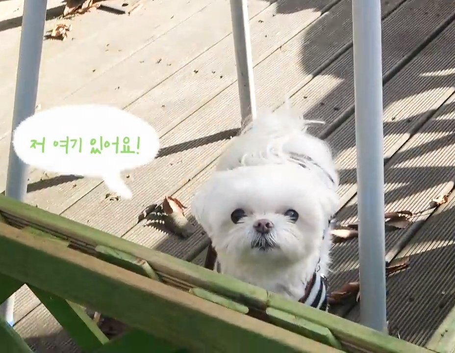 BowBear199x's tweet photo. งุ้ยยยยย เจ้าหญิงโคโค่ ยัยคนสวยขาของอุนย่า👸🐶💖🥰💫🤍💜
Link : https://t.co/y0NhnJD86e
#CoCoVlog #최코코 #영재 #YOUNGJAE #GOT7 #SublimeArtistAgency https://t.co/jdCnNi1GVN