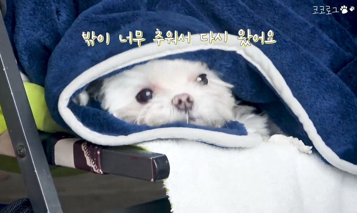 BowBear199x's tweet photo. งุ้ยยยยย เจ้าหญิงโคโค่ ยัยคนสวยขาของอุนย่า👸🐶💖🥰💫🤍💜
Link : https://t.co/y0NhnJD86e
#CoCoVlog #최코코 #영재 #YOUNGJAE #GOT7 #SublimeArtistAgency https://t.co/jdCnNi1GVN