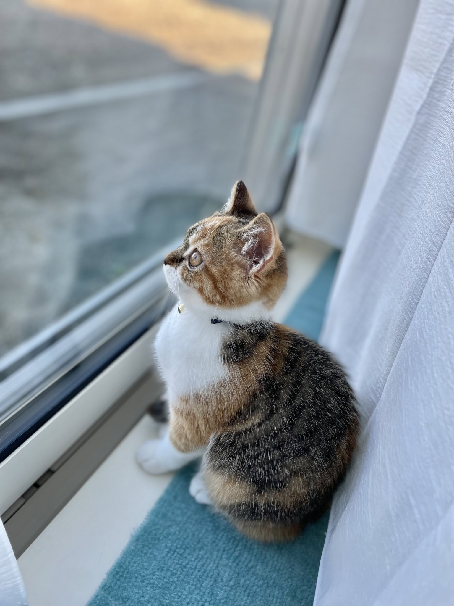 むぎめ 鳥を目で追う むぎめ 猫 Cat 三毛猫 マンチカン 長足 猫好きさんと繋がりたい 猫がいる幸せ T Co H5d8b8wmlb Twitter